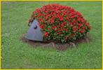 Lady Bug Flower Pot